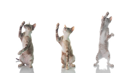 Small cat isolated on white backgroundの写真素材