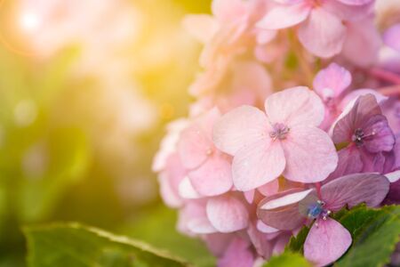 Close up Pink  Hydrangea flower in the gardenの写真素材