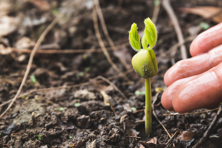 Farmer's hand watering a young plant ,Agriculture concept .の写真素材