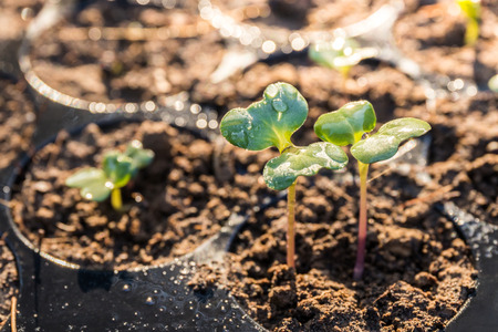 Chinese kale in Seedling tray after watering,vegetable garden for healthyの写真素材
