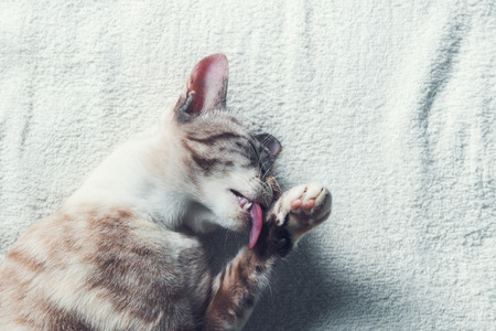 cat licking on bed,top viewの写真素材