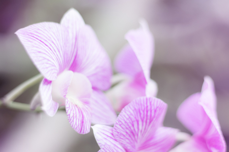 Orchid flower , soft style for background.の写真素材