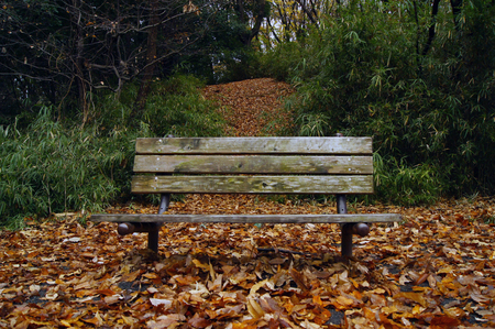 chair in the gardenの写真素材