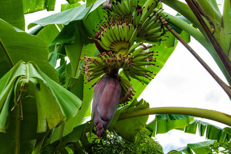 banana blossom blue cavendish east format gulf hajar houseの写真素材