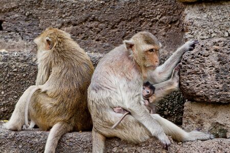 Monkeyの写真素材