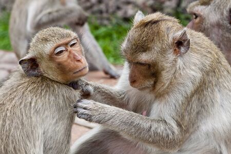 Monkeyの写真素材