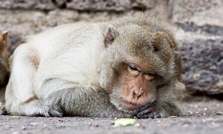 Monkeyの写真素材