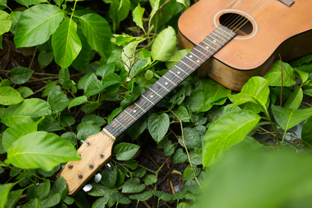 Acoustic guitar on the floor of green leaf.の写真素材