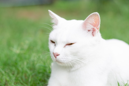 white cat on lawn.の写真素材