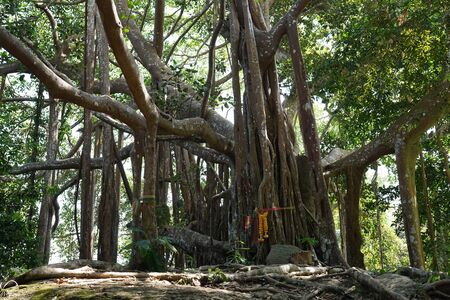 Big parasite tree in the deep forest. We can not see this in the city. If you want to see this tree must walk three kilometersの写真素材
