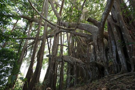 Big parasite tree in the deep forest. We can not see this in the city. If you want to see this tree must walk three kilometersの写真素材