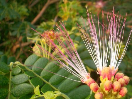 Jamjuree flowerの素材