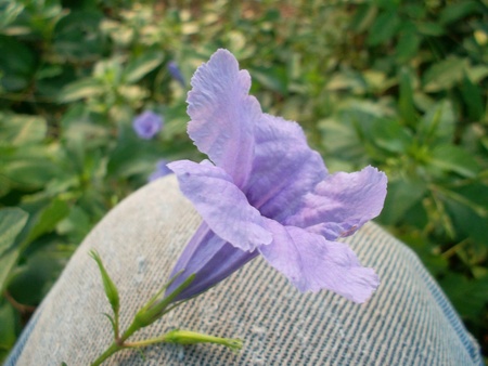 Purple flowersの素材