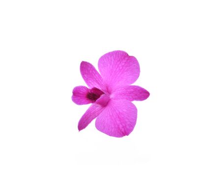 Phalaenopsis orchid flowers isolated on white backgroundの写真素材