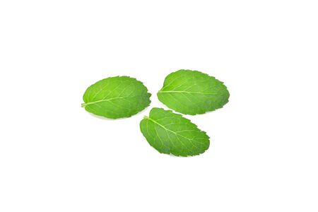 Mint green leaves isolated on white background.
