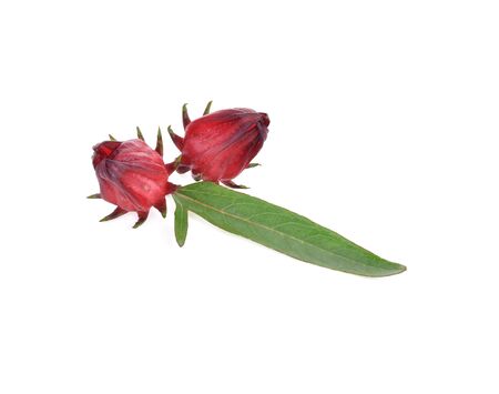 Hibiscus sabdariffa or roselle fruits isolated on white backgroundの写真素材
