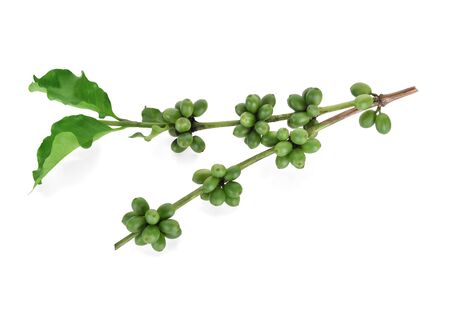 Fresh coffee beans isolated on white backgroundの写真素材