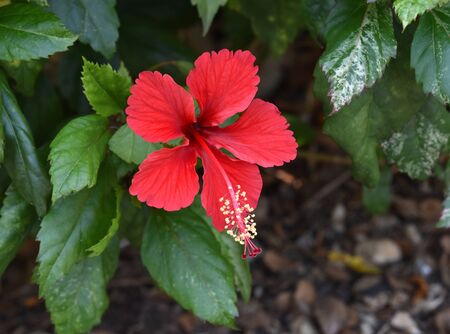 Blossom Chaba flowers Thai Asia flowersの写真素材