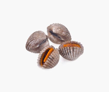 fresh cockles seafood on white background