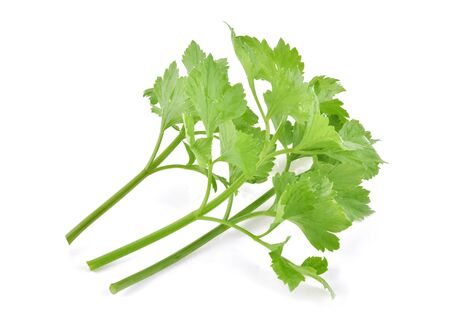Celery isolated on white backgroundの写真素材
