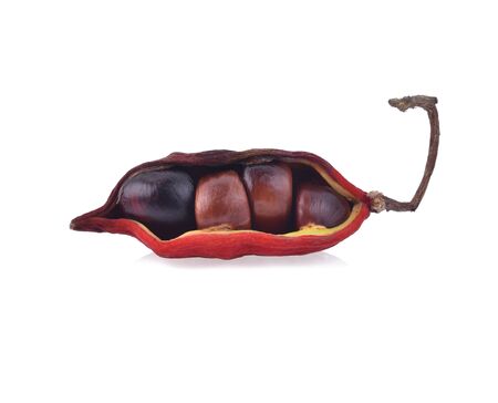 Chestnuts isolated on white backgroundの写真素材