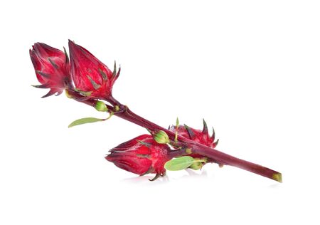Hibiscus sabdariffa or roselle fruits isolated on white backgroundの写真素材