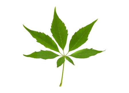 Cannabis leaf, marijuana leaf isolated on whiteの写真素材