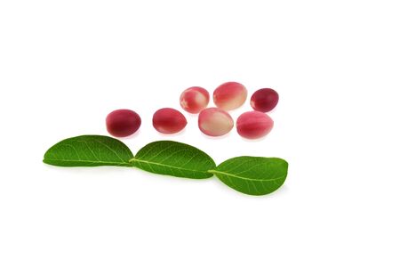 Mango yawn lime boo on white backgroundの写真素材