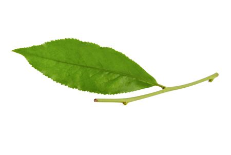 Green tea leaf isolated on white background.の写真素材