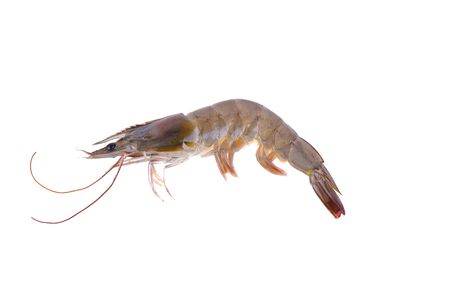 Raw shrimp isolated on white backgroundの写真素材
