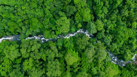 Aerial view of lush green trees in forest with natural stream. Environmental concept, carbon neutrality and net zero emissions. Sustainable green environment.の写真素材