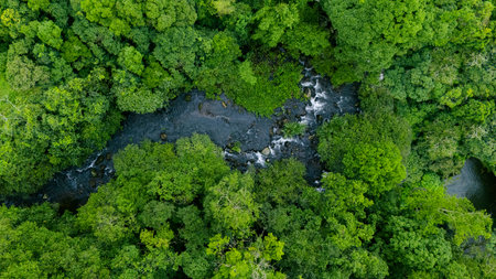Aerial view of lush green trees in forest with natural stream. Environmental concept, carbon...