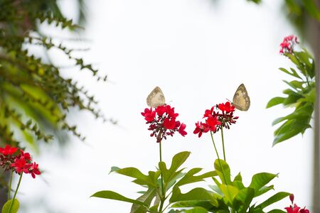 Butterfly is drinking nectar from flower in sunny day.の写真素材