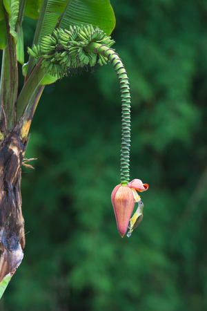Little spiderhunter( Arachnothera longirostra )is sucking nectar from Banana flower( Musa sapient linn )Bird and Banana heart.の写真素材