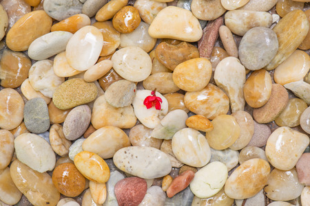 red flower drop on pebble floor rainy day texture backgroundの写真素材