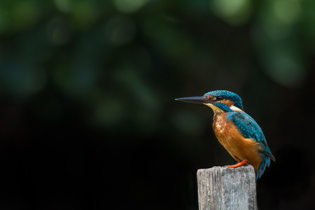 Common Kingfisher perch black backgroundの写真素材
