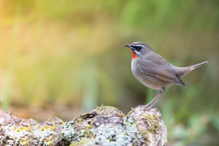 Beautyful red throated bird.Siberian Rubythroat( Luscinia calliope ) with sunrise backgroundの写真素材