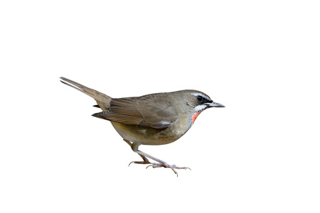Beautyful red throated bird.Siberian Rubythroat( Luscinia calliope ) white isolated backgroundの写真素材