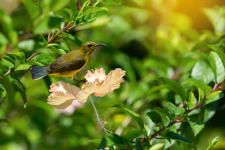 Meet me at the blossom.Juvenile bird,Olive backed Sunbird( Cinnyris jugularis ) enjoying sweet from fresh flower.の写真素材