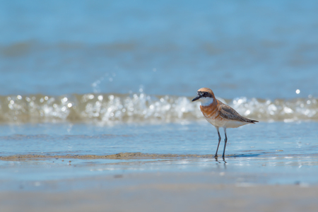 A water bird,Lesser Sand Plover standing on the beach in breeding period.の写真素材
