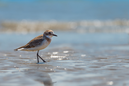Sea,sun,sand, Letâs relax.A male bird,Lesser Sand Plover standing on the beach .の写真素材