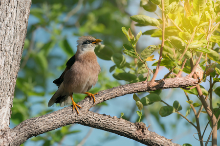 What a beautiful bird.
Vinous brested starling ( Acridotheres burmannicus )の写真素材