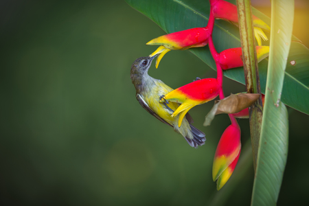 What a sweet fruit.Little spiderhunter( Arachnothera longirostra )is sucking nectar from hanging lobster claw flower (Heliconia rostrata inflorescence)の写真素材