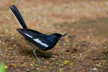 Unbelievable singing bird.Juvenile bird,Oriental Magpie Robin ( Copsychus saularis ) a singer of the jungle.の写真素材