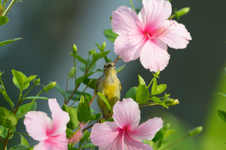 Meet me at the blossom
Olive backed Sunbird( Cinnyris jugularis ) enjoying sweet from pink flower.の写真素材