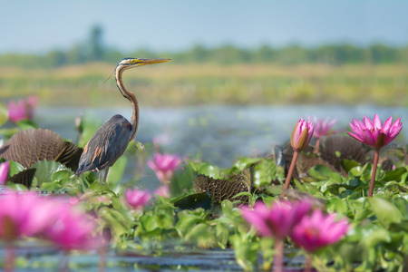 Long necked bird ambushing for prey.Purple Heron (Ardea purpurea) living in wetland of thailand,pink lotus in foreground.の写真素材