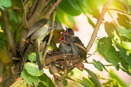 Last feeding at the nest.Juvenile birds,streak eared bulbul ( pycnonotus blanfordi )  opening mouth widely asking for food from parent and ready to leave nest .の写真素材
