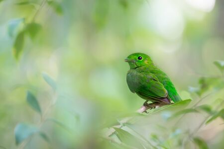 Juvenile green bird Green broadbill (calyptomena viridis) perchs lonely.の写真素材