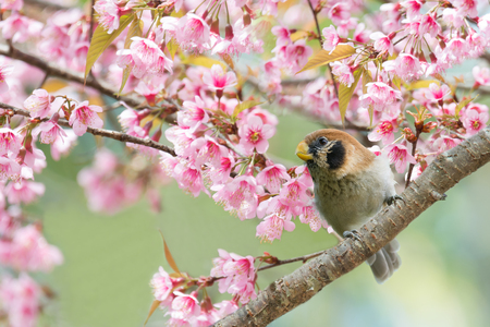 Beautiful parrot bird perching on cherry blossom . Spot-breasted Parrotbill (Paradoxornis guttaticollis) singing on branch of sakura flower in the highland forest.の写真素材