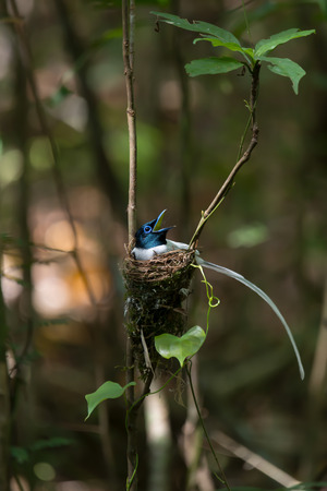 Birds incubating eggs.
Beautiful bird, Asian paradise flycatcher,white plumage,male    opening mouth widely while brooding eggs  in their nest.の写真素材